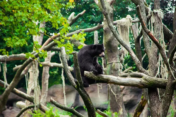 Amerikaanse zwarte beer op een boom. — Stockfoto
