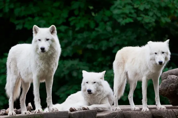 Lobos árticos — Fotografia de Stock