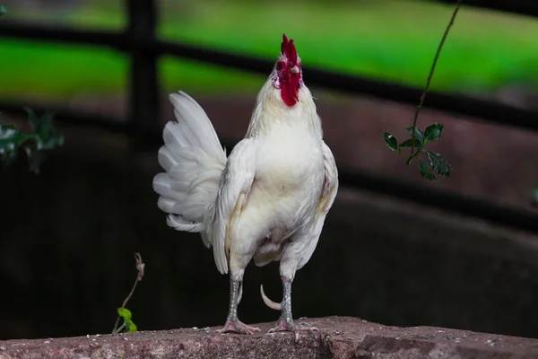 Gyönyörű Rooste. fehér kakas — Stock Fotó