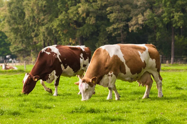 Cows on meadow. Grazing calves — Stock Photo, Image