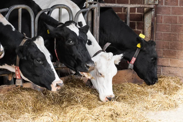 Корови на фермі. Молочні корови на фермі . — стокове фото