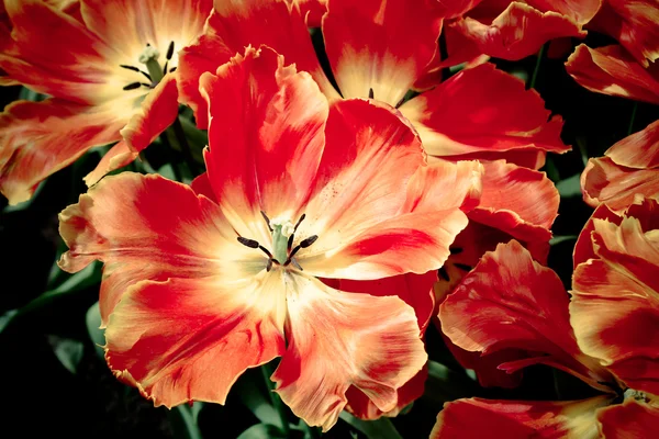 Beautiful tulips. spring flowers — Stock Photo, Image