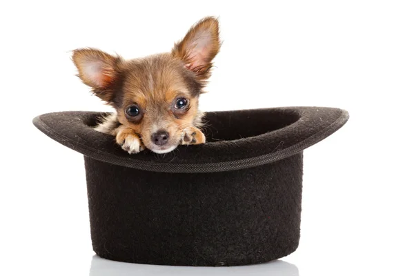 Chihuahua valp i en hatt. — Stockfoto