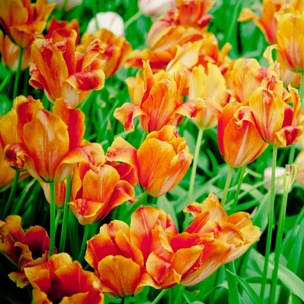 Beautiful tulips. spring flowers — Stock Photo, Image