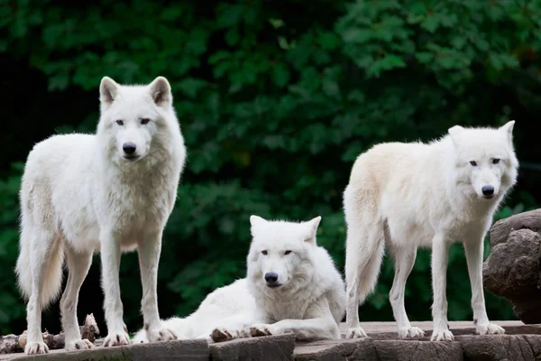 Arctic Wolves Stock Photo