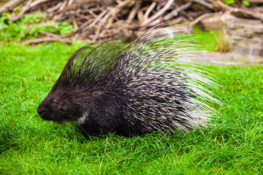 Porcupine at the zoo clipart