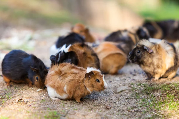 Cerdos de Guinea .Cavia porcellus — Foto de Stock