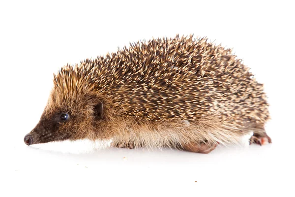 Hedgehog on a white background — Stock Photo, Image