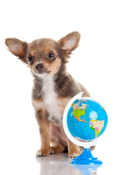 Funny puppy Chihuahua. puppy with a globe isolated — Stock Photo, Image