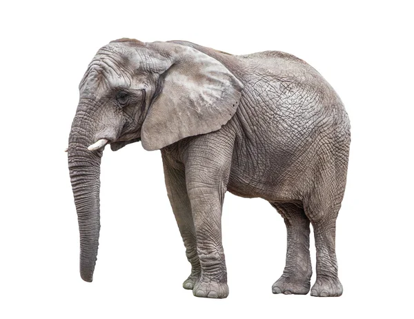 Elephant isolated on white — Stock Photo, Image