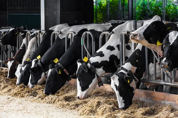 Koeien op een boerderij. Melkkoeien op een boerderij. — Stockfoto