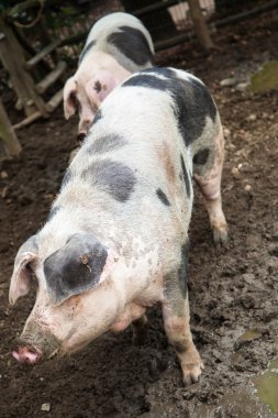 Ferm üzerinde domuz