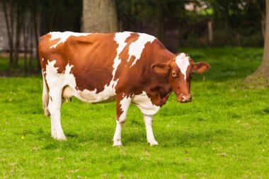 İnekler çayır üzerinde. buzağılar otlatma