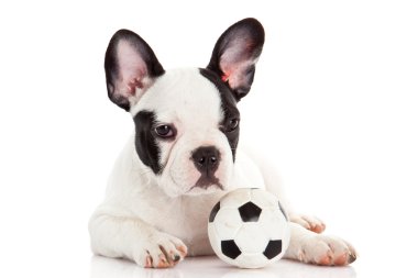 Fransız bulldog köpek oyuncak topu yere beyaz ile