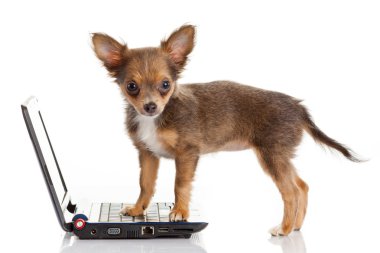 beyaz b üstünde a laptop önünde bir tatlı chihuahua köpek portresi