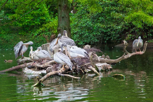 Groep van witte pelikanen. Pelikaan nest — Stockfoto