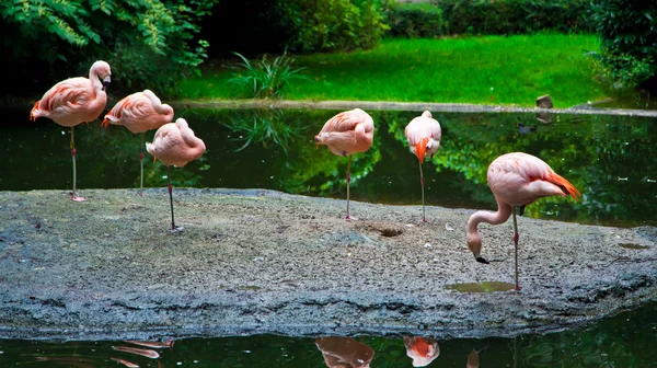 Flamingo Ordförande — Stockfoto