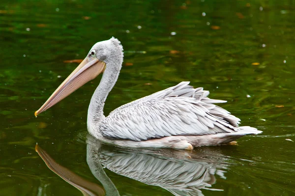 Pelican reflecting in water. Pelican in green pond — Stock Photo, Image