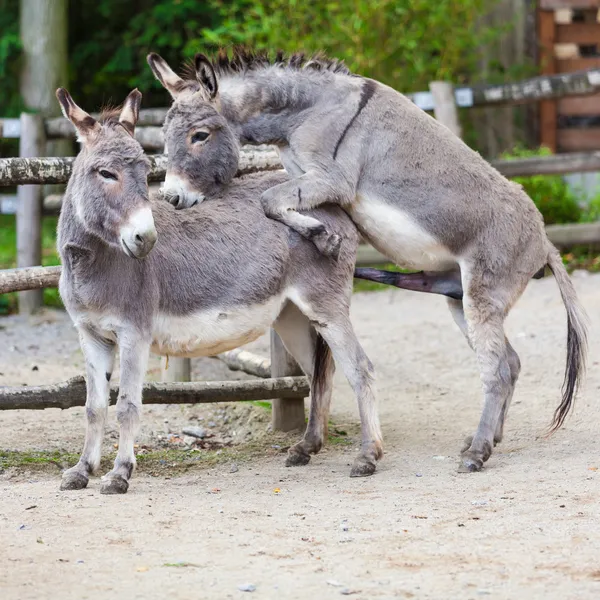 Dois burros. — Fotografia de Stock