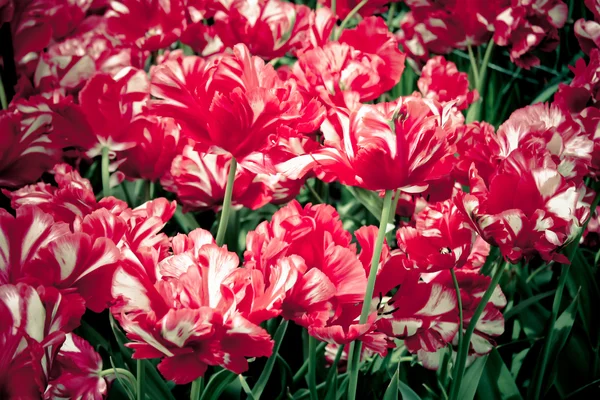 Mooie tulpen. Lentebloemen — Stockfoto