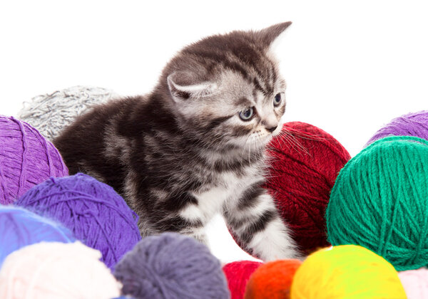 kitten with balls of threads. little kitten on white background.