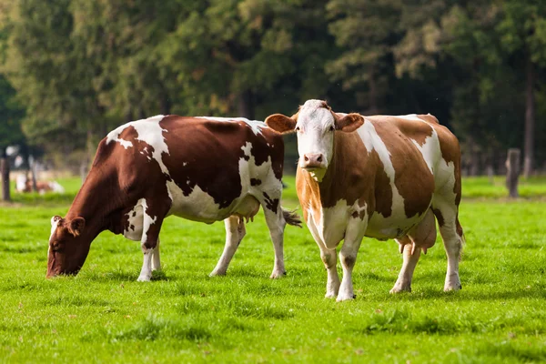 Vacas en el prado. Terneros pastoreadores —  Fotos de Stock
