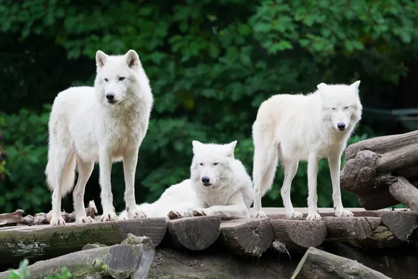 Lobos árticos — Fotografia de Stock