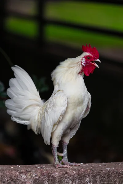 Beautiful Rooste. white cock — Stock Photo, Image
