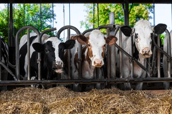 Krowy na farmie. Krowy mleczne w gospodarstwie. — Zdjęcie stockowe