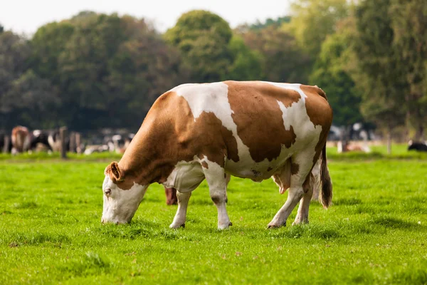 Krowy na łące. wypas cieląt — Zdjęcie stockowe