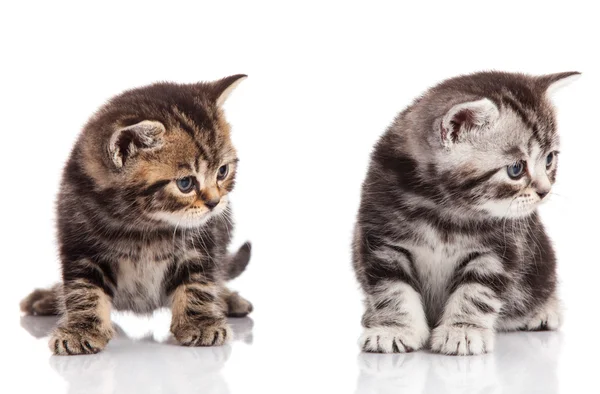 Dois gatinho em um fundo branco — Fotografia de Stock