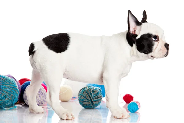 Cachorro Bulldog francés con bolas de lana aisladas sobre fondo blanco — Foto de Stock