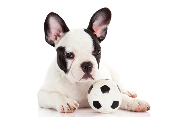 French bulldog puppy with toy ball over white — Stock Photo, Image