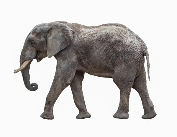 Elefante isolato su bianco — Foto Stock