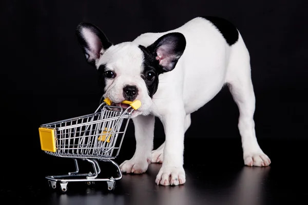 Bulldog francés jugando con un carrito de supermercado. Pequeño divertido hacer — Foto de Stock