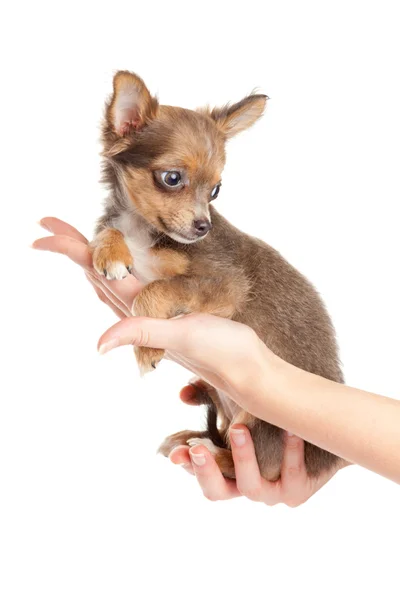 Manos sosteniendo cachorro. cachorrito sentado en la mano. chihuahu —  Fotos de Stock