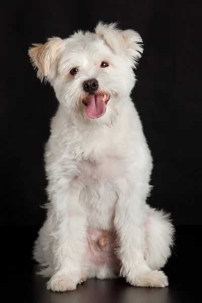 Junger weißer Hund auf schwarzem Hintergrund — Stockfoto