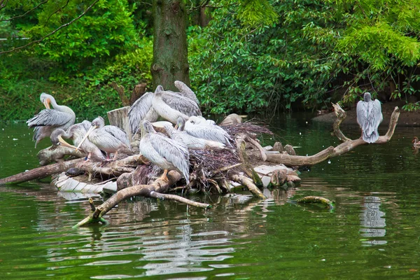 Groep van witte pelikanen. Pelikaan nest — Stockfoto