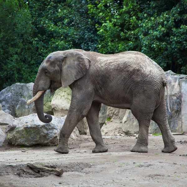 Afrikanska bushen elefant i zoo — Stockfoto