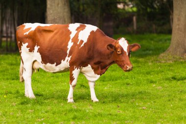 çayır üzerinde ineklerin