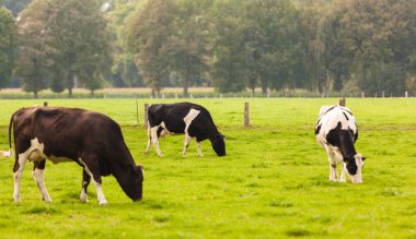 çayır üzerinde ineklerin