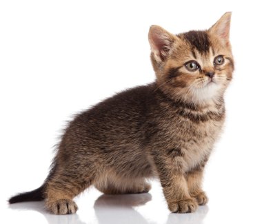 Beyaz arka planda kedi yavrusu