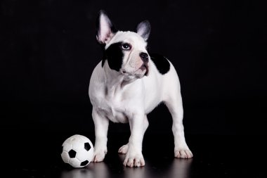 Fransız bulldog yavrusu siyah arka plan üzerinde topu ile