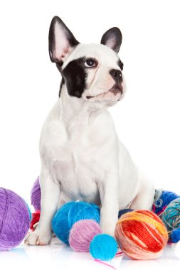 beyaz zemin üzerinde Fransız buldozer mutlu köpek