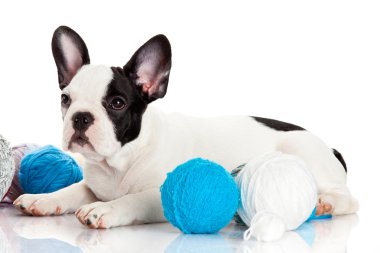 beyaz zemin üzerinde Fransız buldozer mutlu köpek
