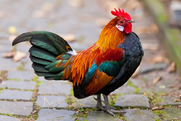 Bellissimo gallo . — Foto Stock