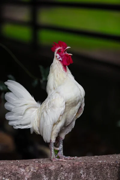 Beautiful Rooste - white cock — Stock Photo, Image