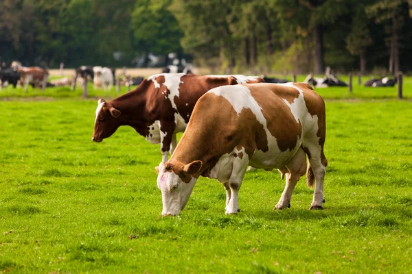 Çayır üzerinde ineklerin — Stok fotoğraf