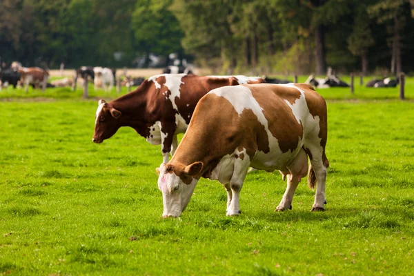 Mucche sul prato — Foto Stock