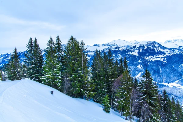 Sneeuw bedekte dennenbos — Stockfoto